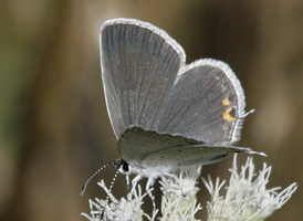 Eastern Tailed Blue